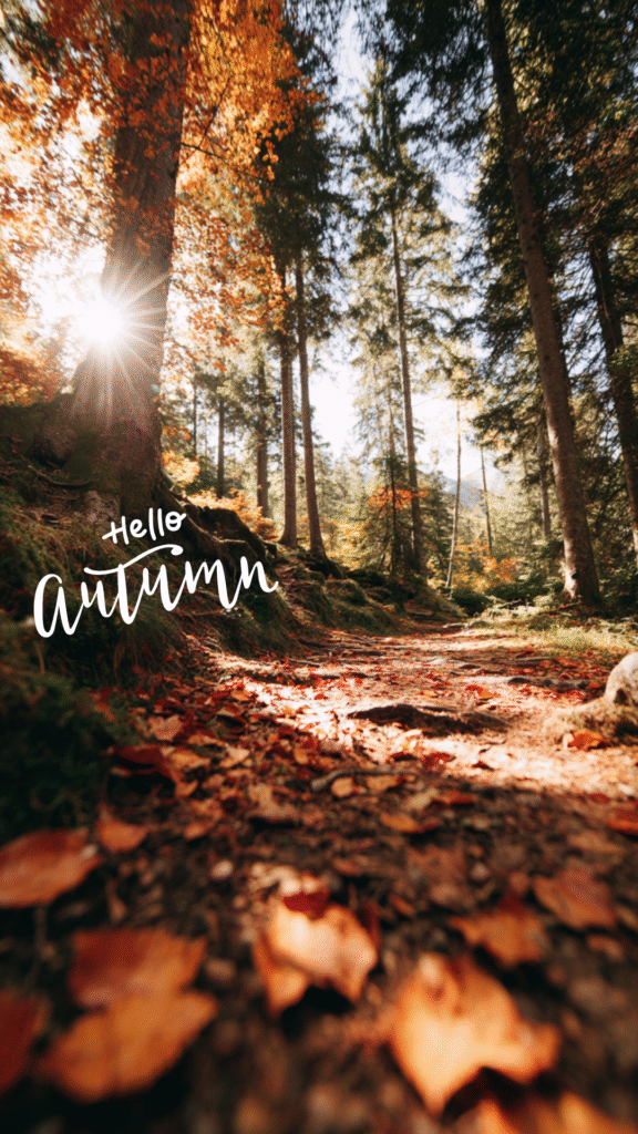 a path in the forest with fallesn autumn leaves