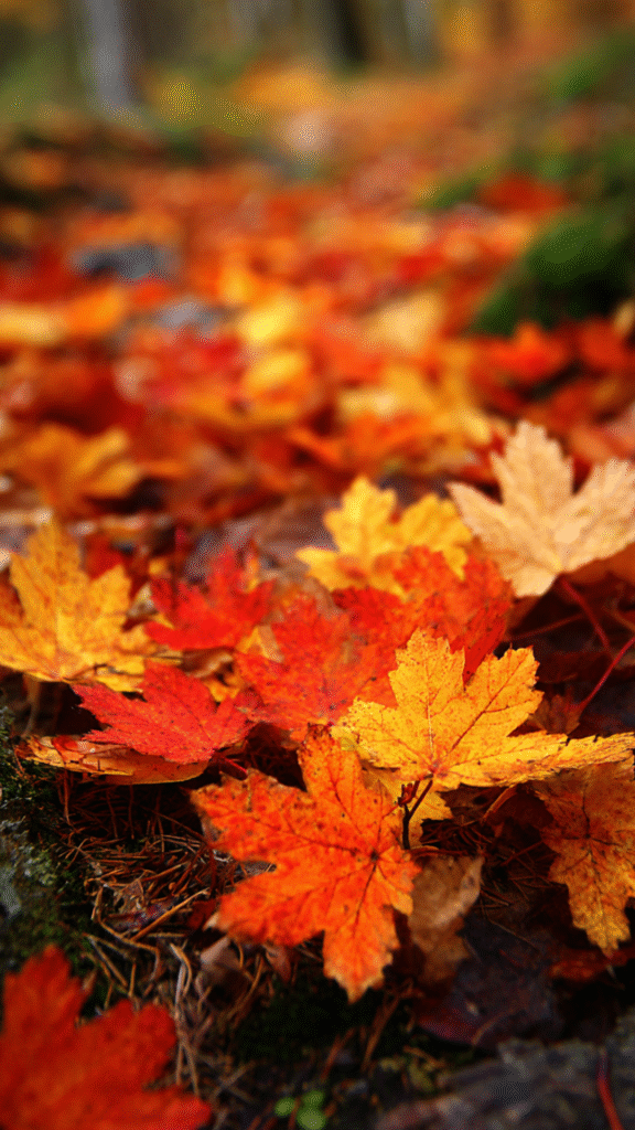 fall wallpaper autumn leaves scattered on the ground in the forest